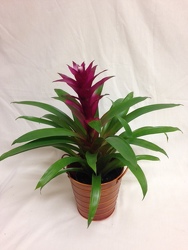 Bromeliad from Chillicothe Floral, local florist in Chillicothe, OH