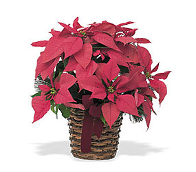  Poinsettia from Chillicothe Floral, local florist in Chillicothe, OH